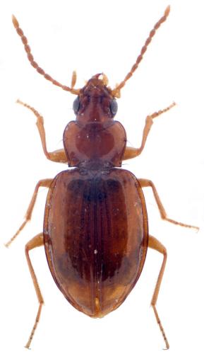 Porotachys bisulcatus